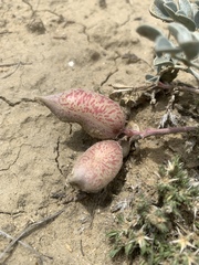 Astragalus chamaeleuce