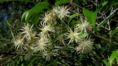 Clematis brasiliana