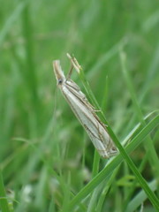 Crambus saltuellus