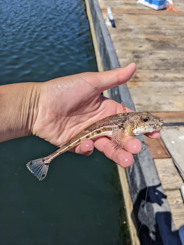 Ribbed Sculpin