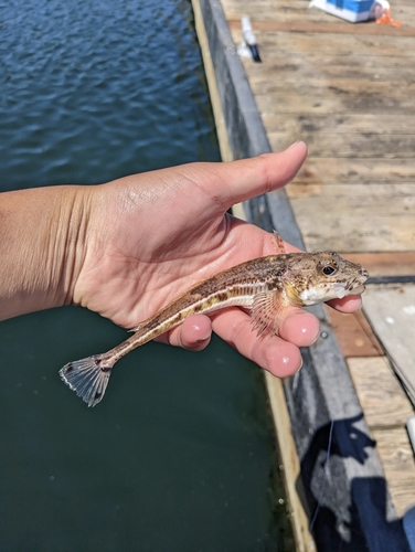 Ribbed Sculpin