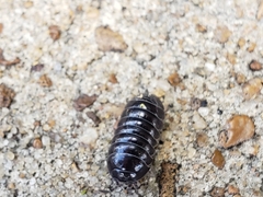 Armadillidium vulgare