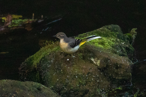 Lavandera cascadeña (Motacilla cinerea)