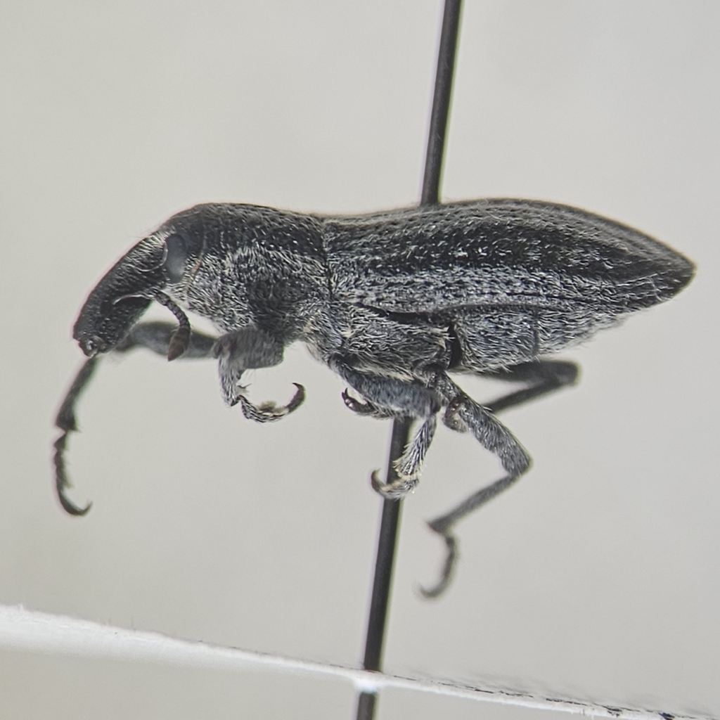 Scaphomorphus poricollis