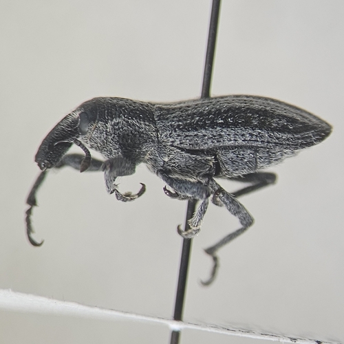 Scaphomorphus poricollis