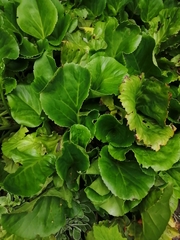 Bergenia crassifolia