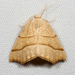 Pherne subpunctata