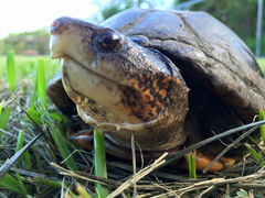 Kinosternon scorpioides