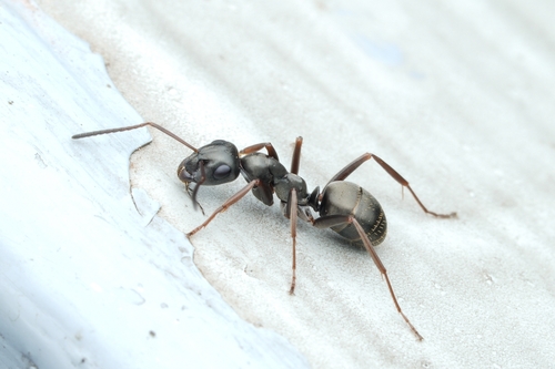 Dusky Ant photo 5