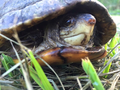 Kinosternon scorpioides