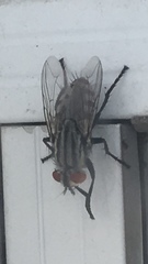 Diptera