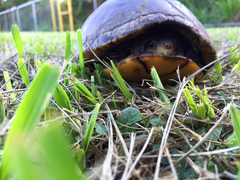 Kinosternon scorpioides