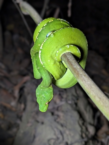 Southern Green Python sighting
