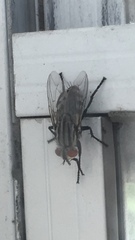 Diptera