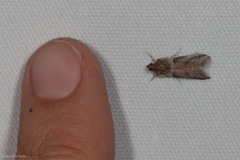 Acrobasis comptella