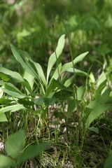 Allium microdictyon