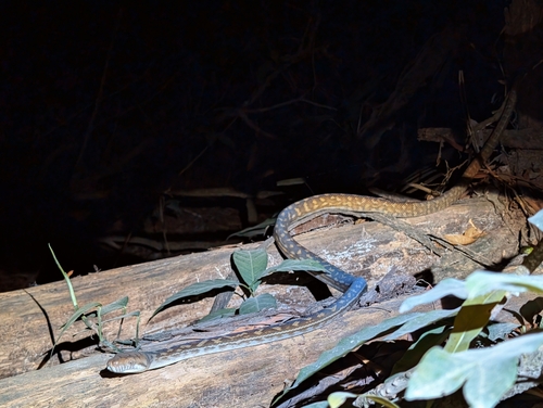 Australian Scrub Python sighting