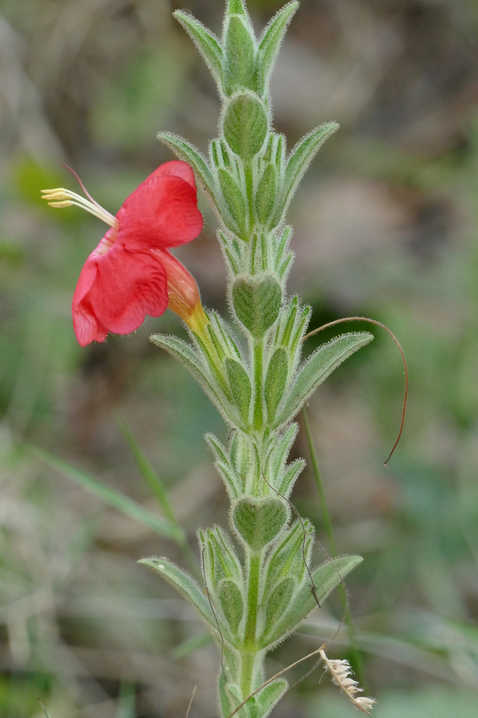 Ruellia adenocalyx