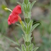 Ruellia adenocalyx - Photo (c) Laurent Quéno, some rights reserved (CC BY-NC), uploaded by Laurent Quéno