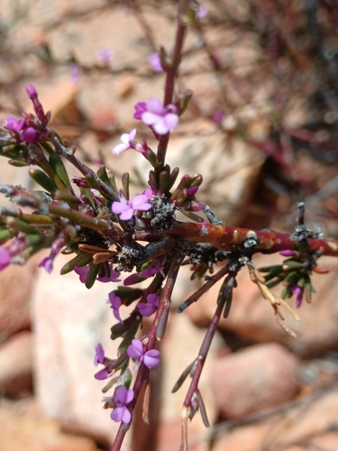 Karoo Purplegorse (Muraltia dispersa)
