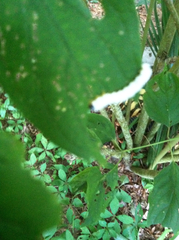 Macremphytus testaceus