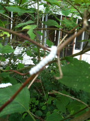 Macremphytus testaceus