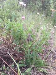 Erigeron glabellus pubescens