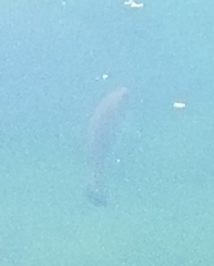 Salvelinus fontinalis