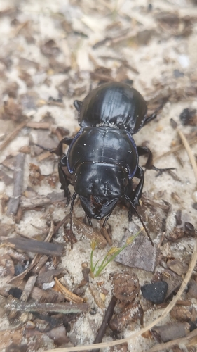 Pasimachus strenuus