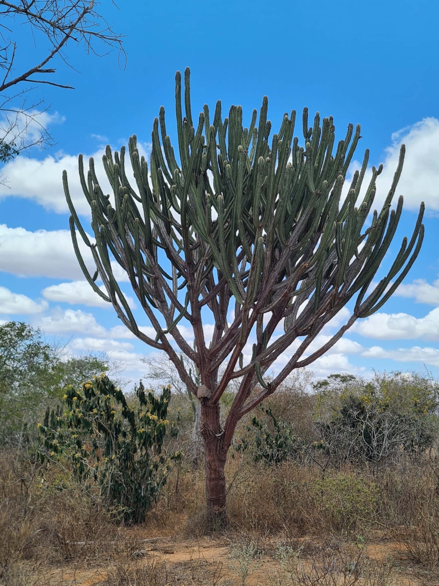 Pilosocereus catingicola
