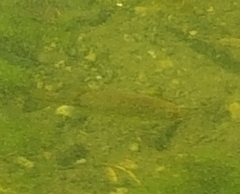 Salvelinus fontinalis