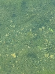 Salvelinus fontinalis