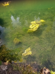 Salvelinus fontinalis