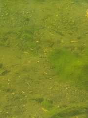 Salvelinus fontinalis