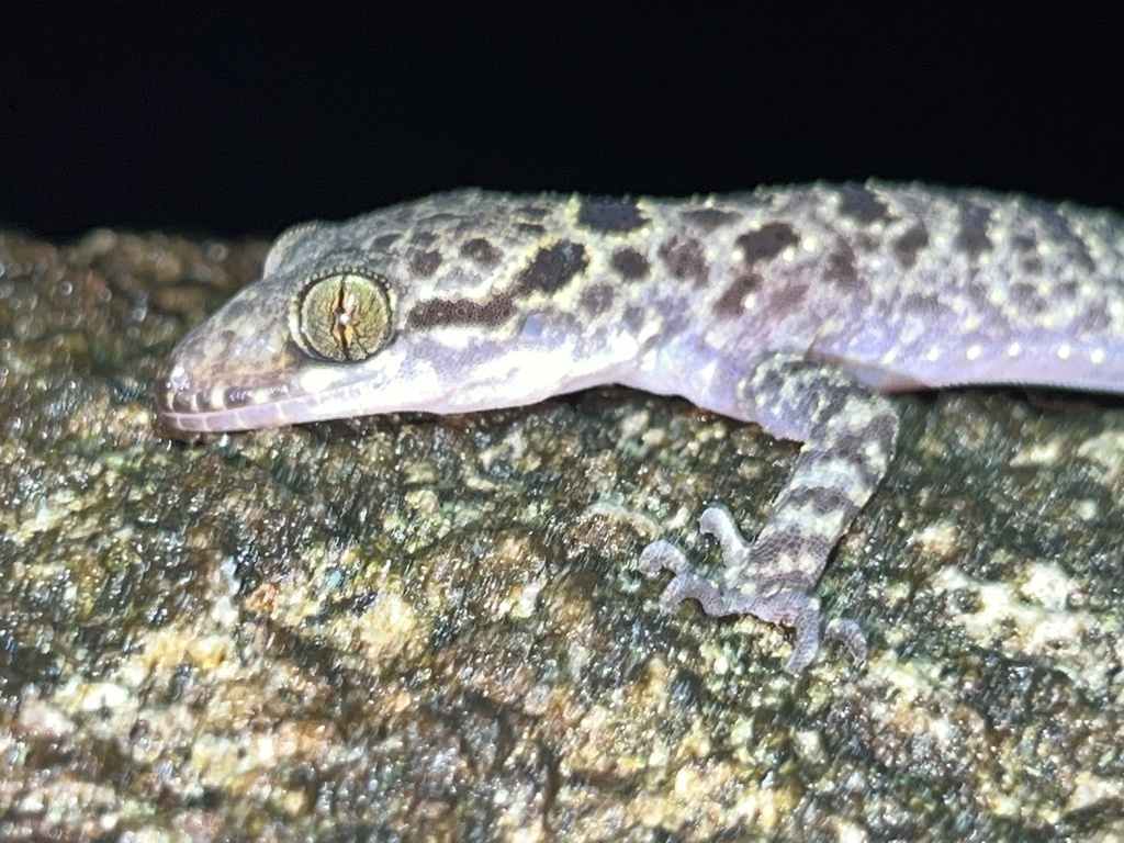 Irregular Bow-Fingered Gecko