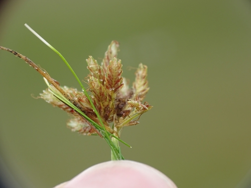 Image of Cyperus diandrus by no rights reserved