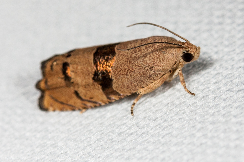 Filbertworm Moth (Common SF Bay Area Moths) · iNaturalist