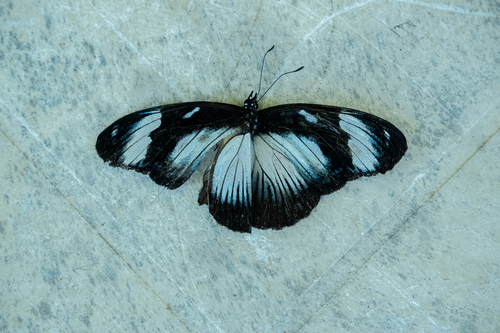 Variable Diadem