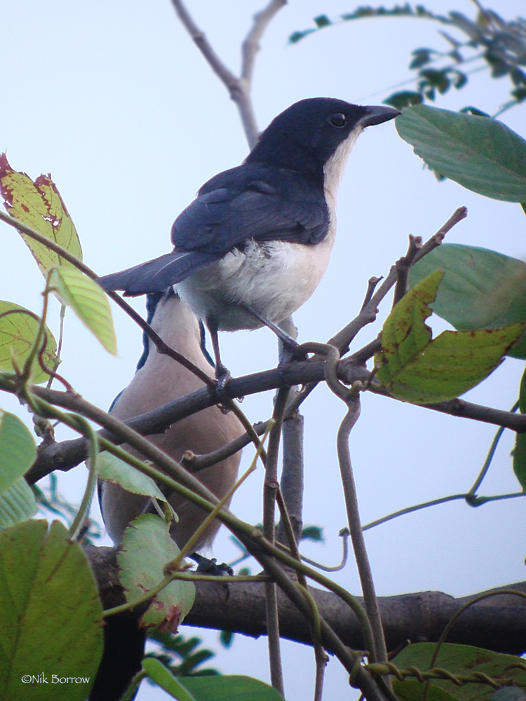 Turati's Boubou (Laniarius turatii) photo