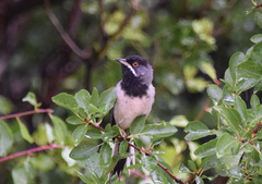 Curruca ruppeli