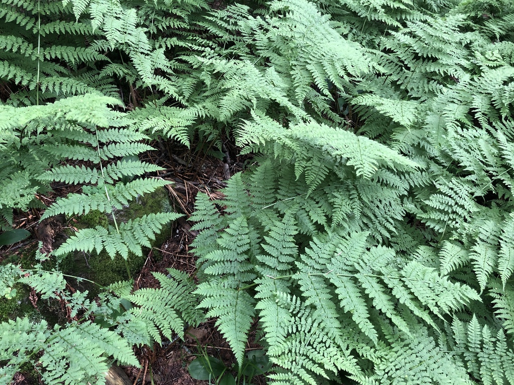 mountain wood fern