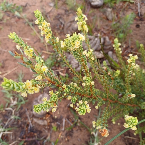 Broaf-leaved clutia (Clutia alaternoides)