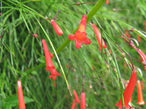 Russelia equisetiformis