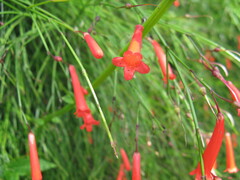 Russelia equisetiformis