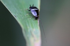 Planuncus tingitanus