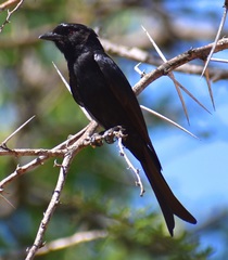 Dicrurus adsimilis fugax