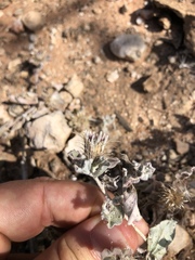 Dicoma arenaria