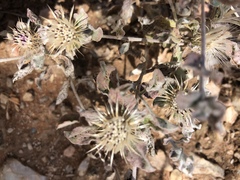 Dicoma arenaria