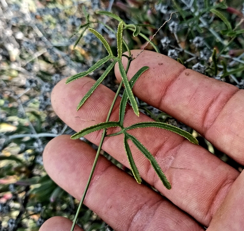 Kedrostis capensis