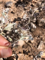 Dicoma arenaria